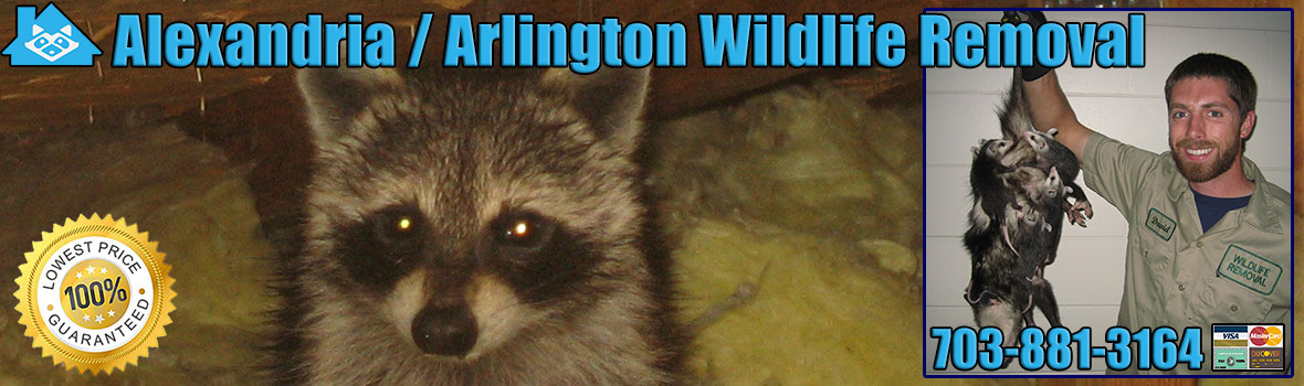 Alexandria
 Wildlife and Animal Removal
